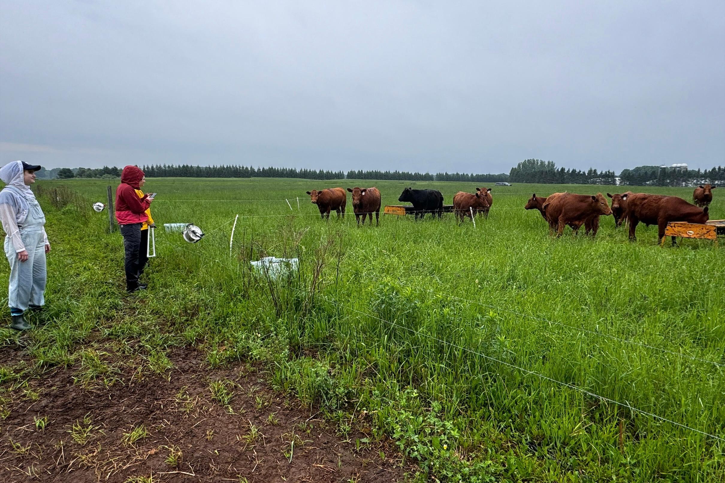 Students with UPREC Beef Cattle.jpeg